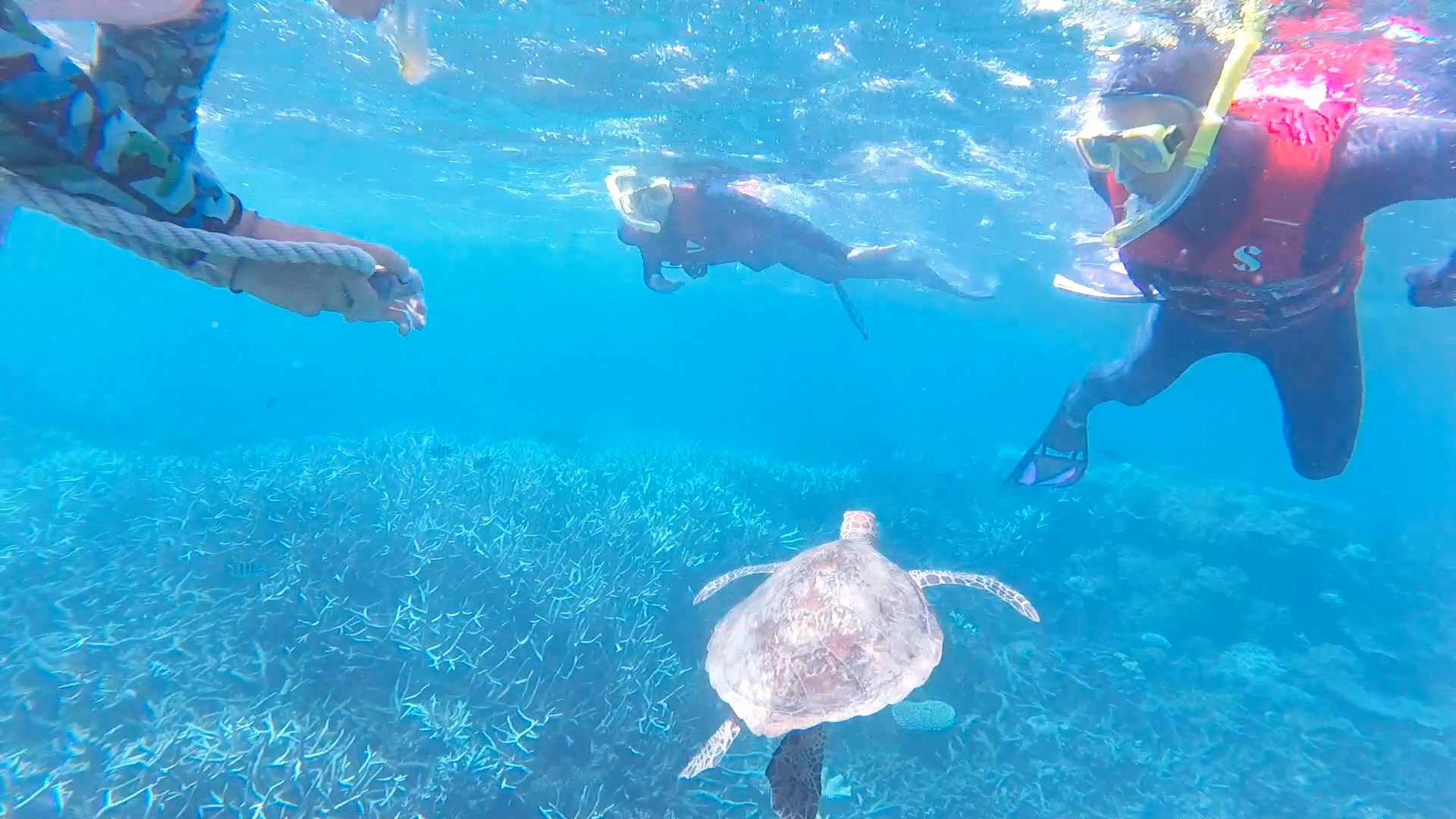 Great Barrier Reef Sea Turtle