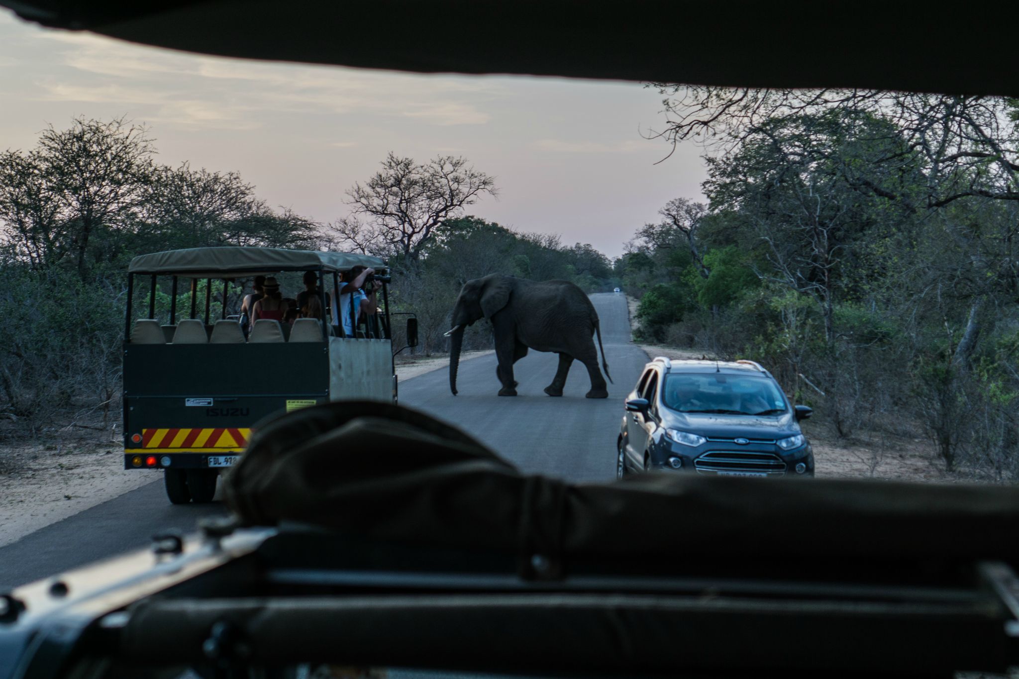 Elephant crossing @ Kruger National Park