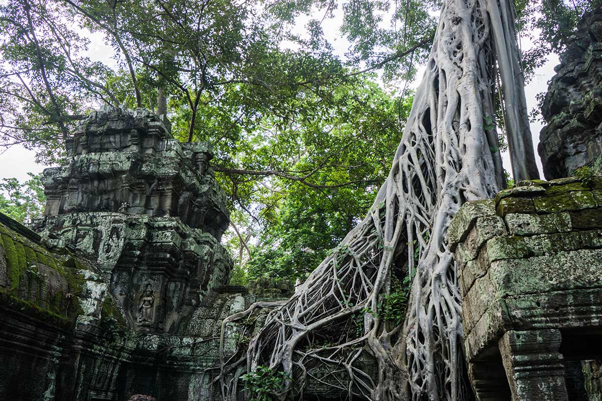 Trees of Ta Prohm