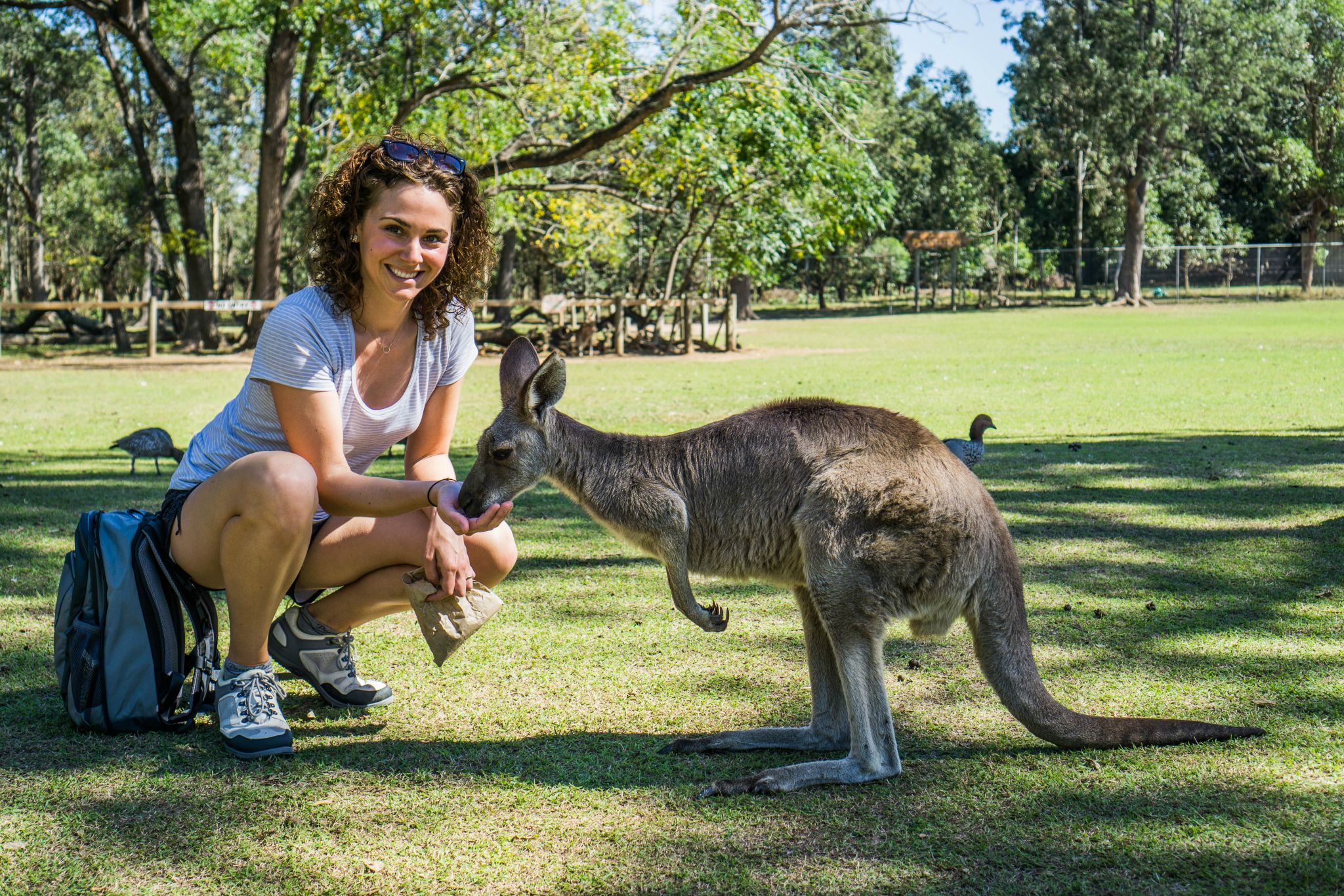 Lone Pine Koala Sanctuary