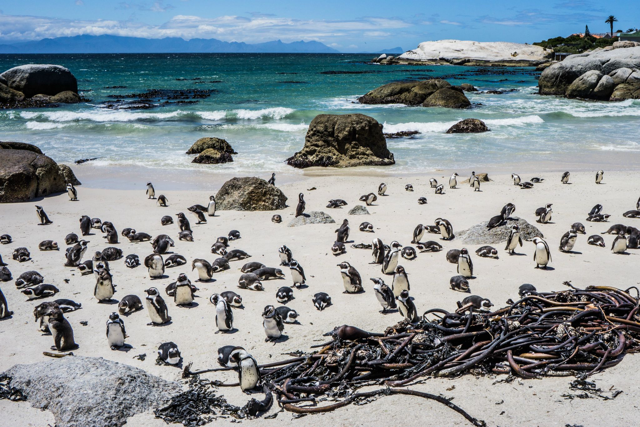 Penguins